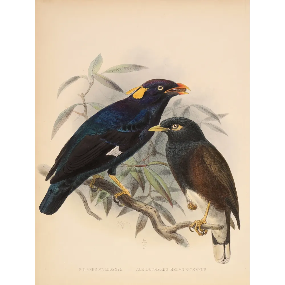 Sri Lankan Mynas – Keulemans, Antique Hand-Colored Engraving