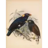 Sri Lankan Mynas (Eulabes ptilogenys & Acridotheres melanosternus) – Original Antique Bird Print by Keulemans