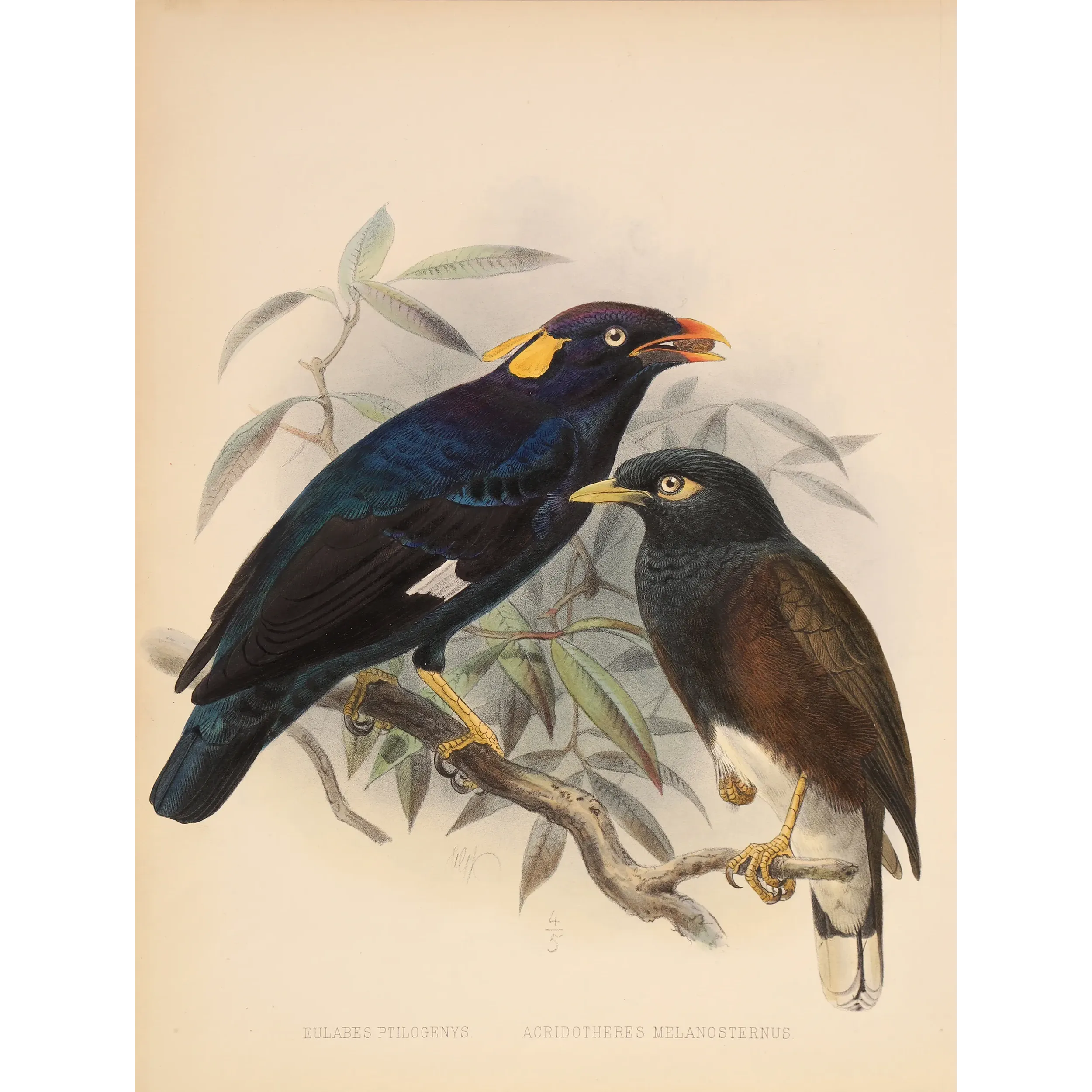 Sri Lankan Mynas – Keulemans, Antique Hand-Colored Engraving