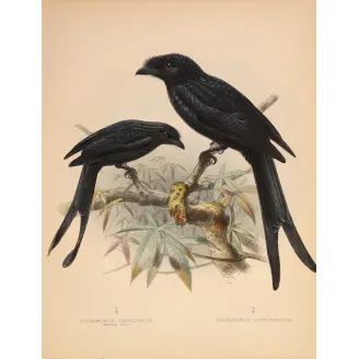 Sri Lankan Drongos – Keulemans, Antique Hand-Colored Engraving