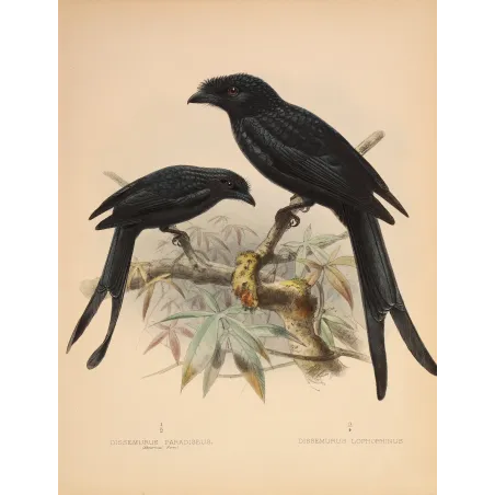 Sri Lankan Drongos – Keulemans, Antique Hand-Colored Engraving