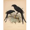 Sri Lankan Drongos (Dissemurus paradiseus & Dissemurus lophorhinus) – Original Antique Bird Print by Keulemans