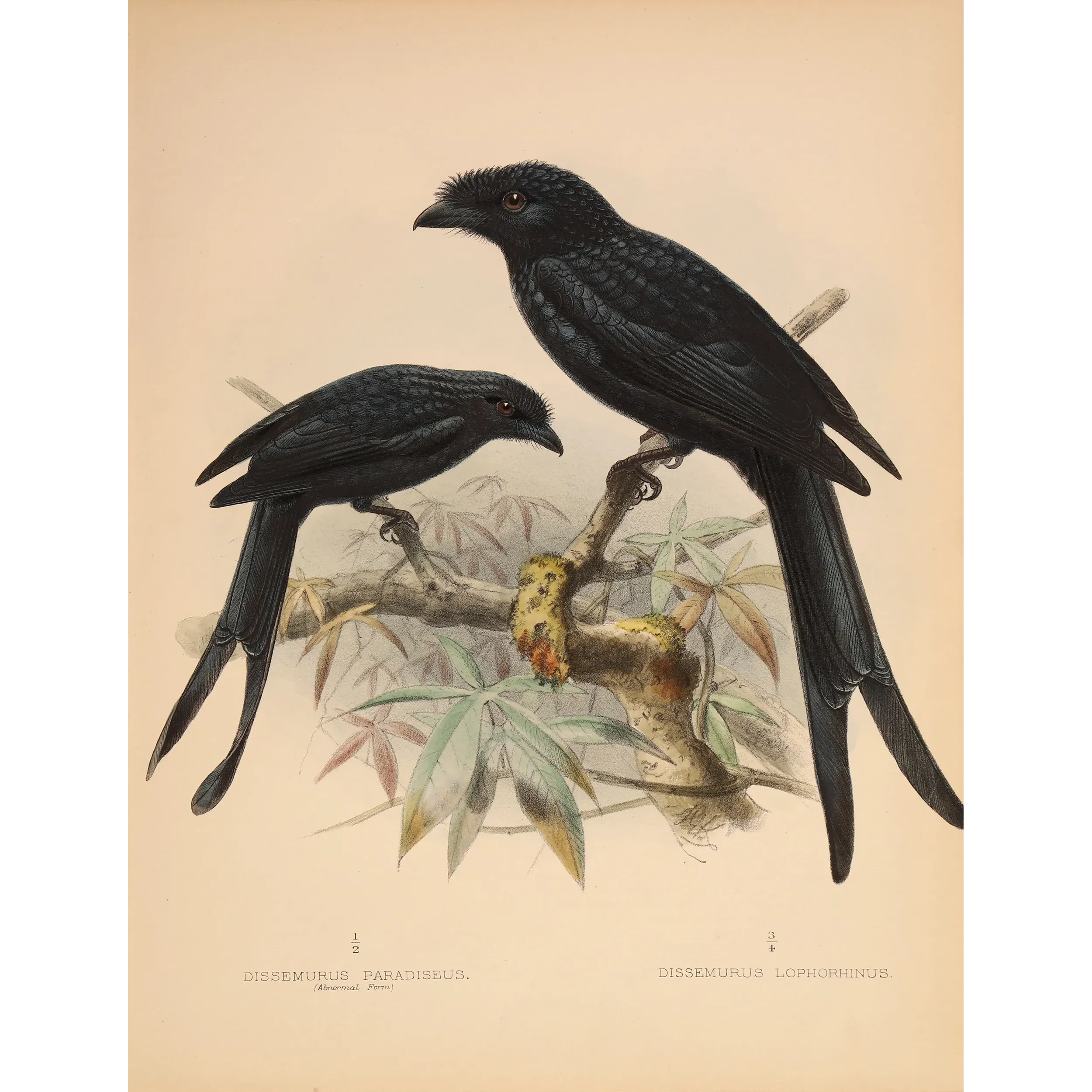 Sri Lankan Drongos – Keulemans, Antique Hand-Colored Engraving