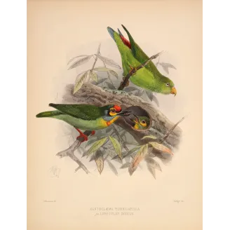 Crimson-fronted Barbet & Ceylon Hanging Parrot – Keulemans Bird Print