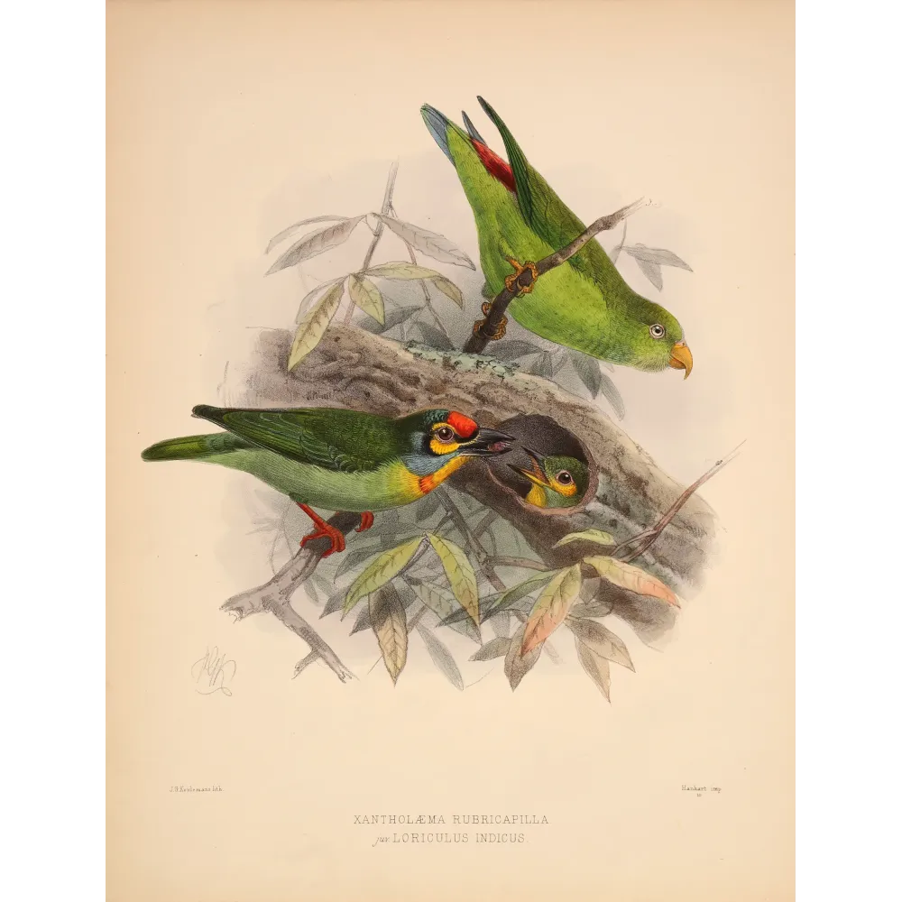 Crimson-fronted Barbet & Ceylon Hanging Parrot – Keulemans Bird Print