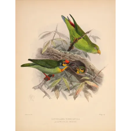 Crimson-fronted Barbet & Ceylon Hanging Parrot – Keulemans Bird Print