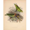 Crimson-fronted – Barbet Hanging Parrot (Xantholaema rubricapilla / Loriculus indicus) – Original Antique Bird Print – Keulemans
