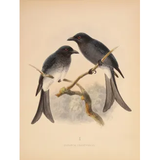 White-rumped Drongo – Keulemans, Antique Bird Print