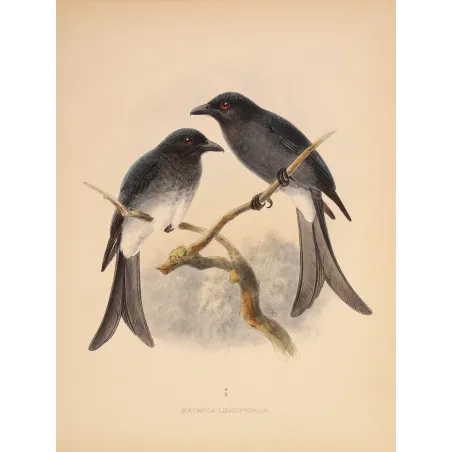 White-rumped Drongo – Keulemans, Antique Bird Print