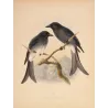 White-rumped Drongo (Buchanga leucopygialis) – Original Antique Bird Print by Keulemans