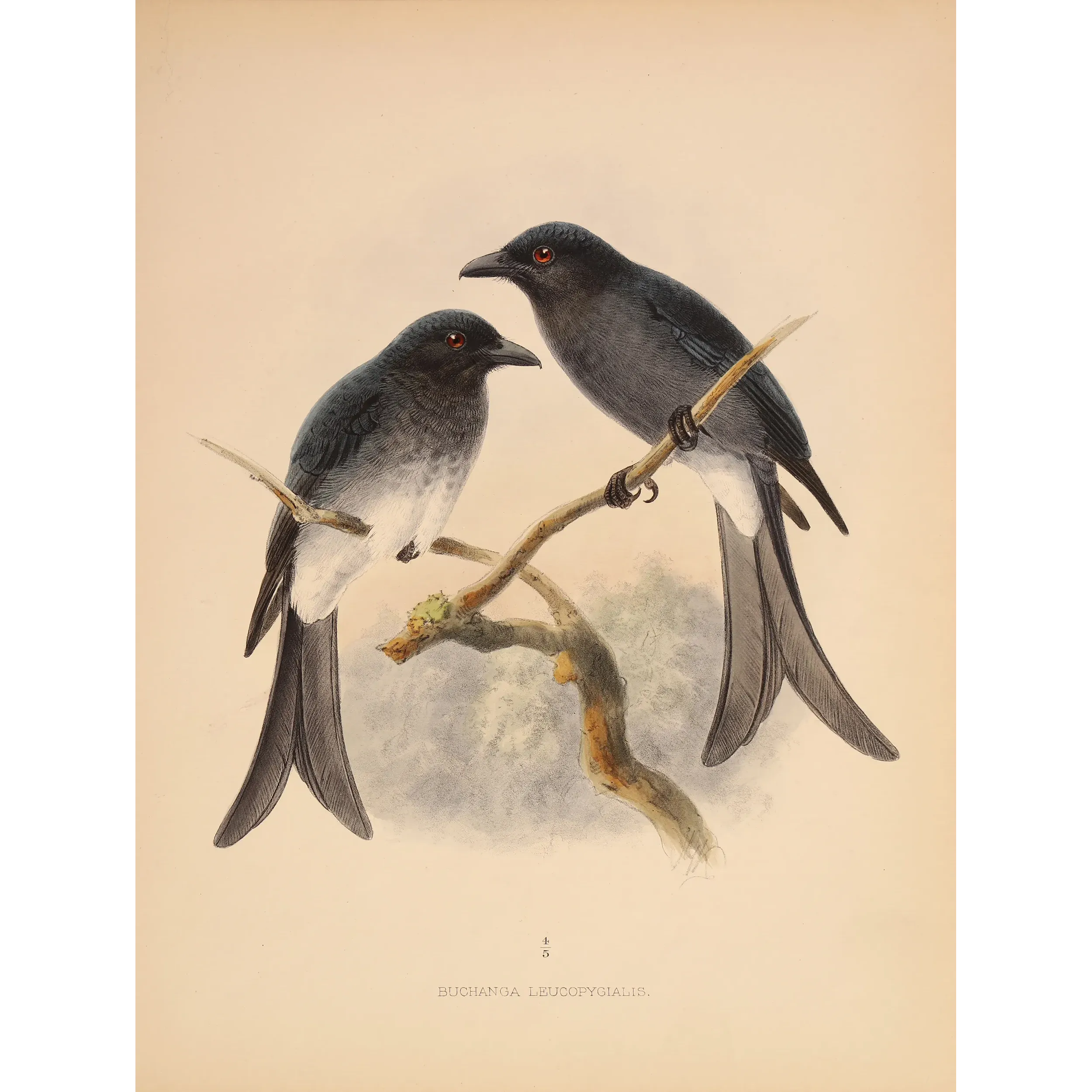 White-rumped Drongo – Keulemans, Antique Bird Print