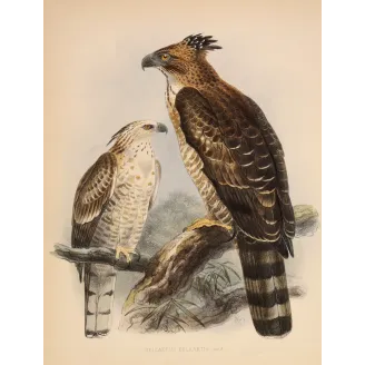 Crested Hawk-Eagle – Keulemans, Antique Bird Print