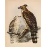 Crested Hawk-Eagle (Spizaëtus kelaarti) – Original Antique Bird Print by Keulemans