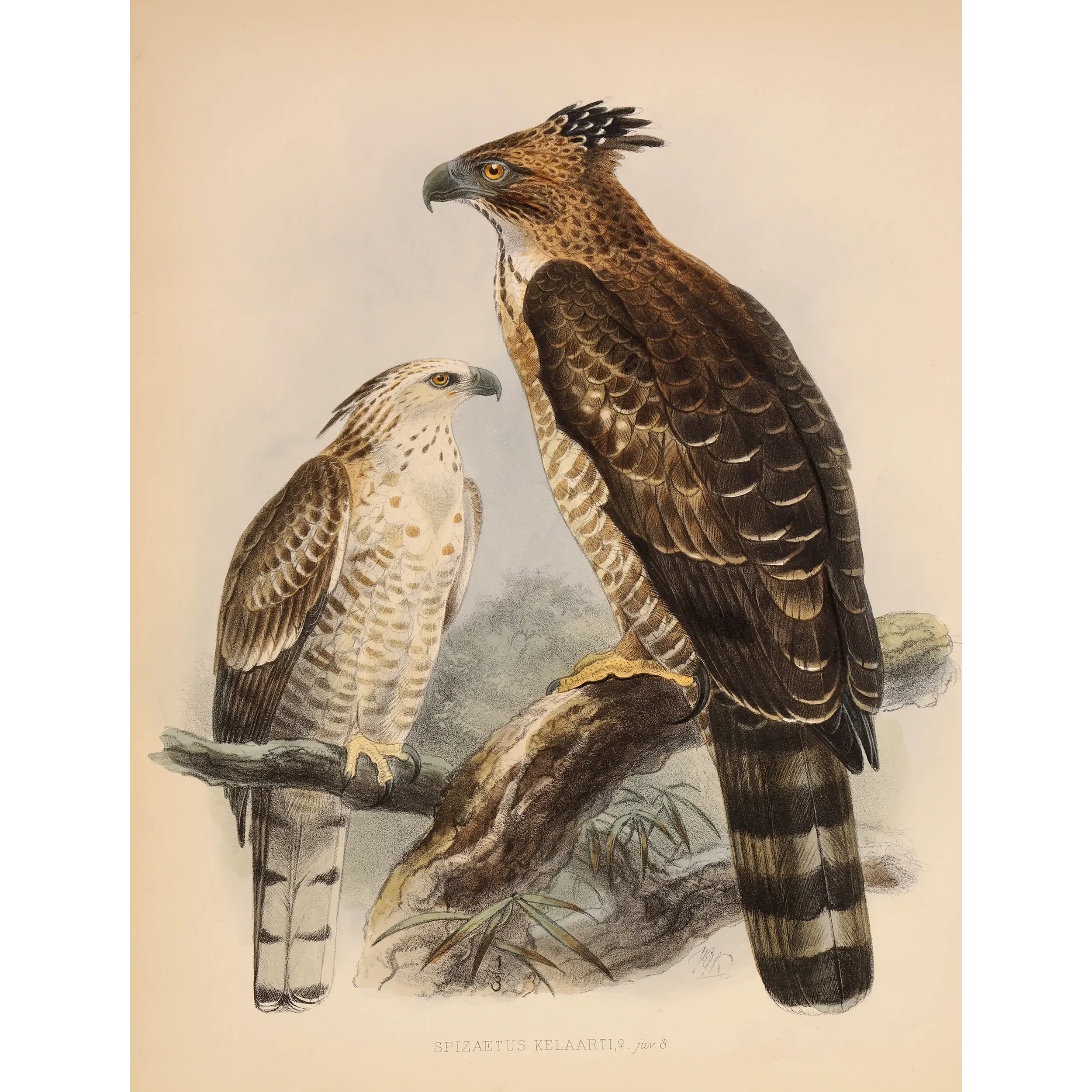 Crested Hawk-Eagle – Keulemans, Antique Bird Print