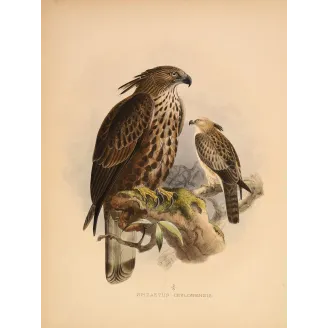 Ceylon Hawk-Eagle – Keulemans, Antique Bird Print