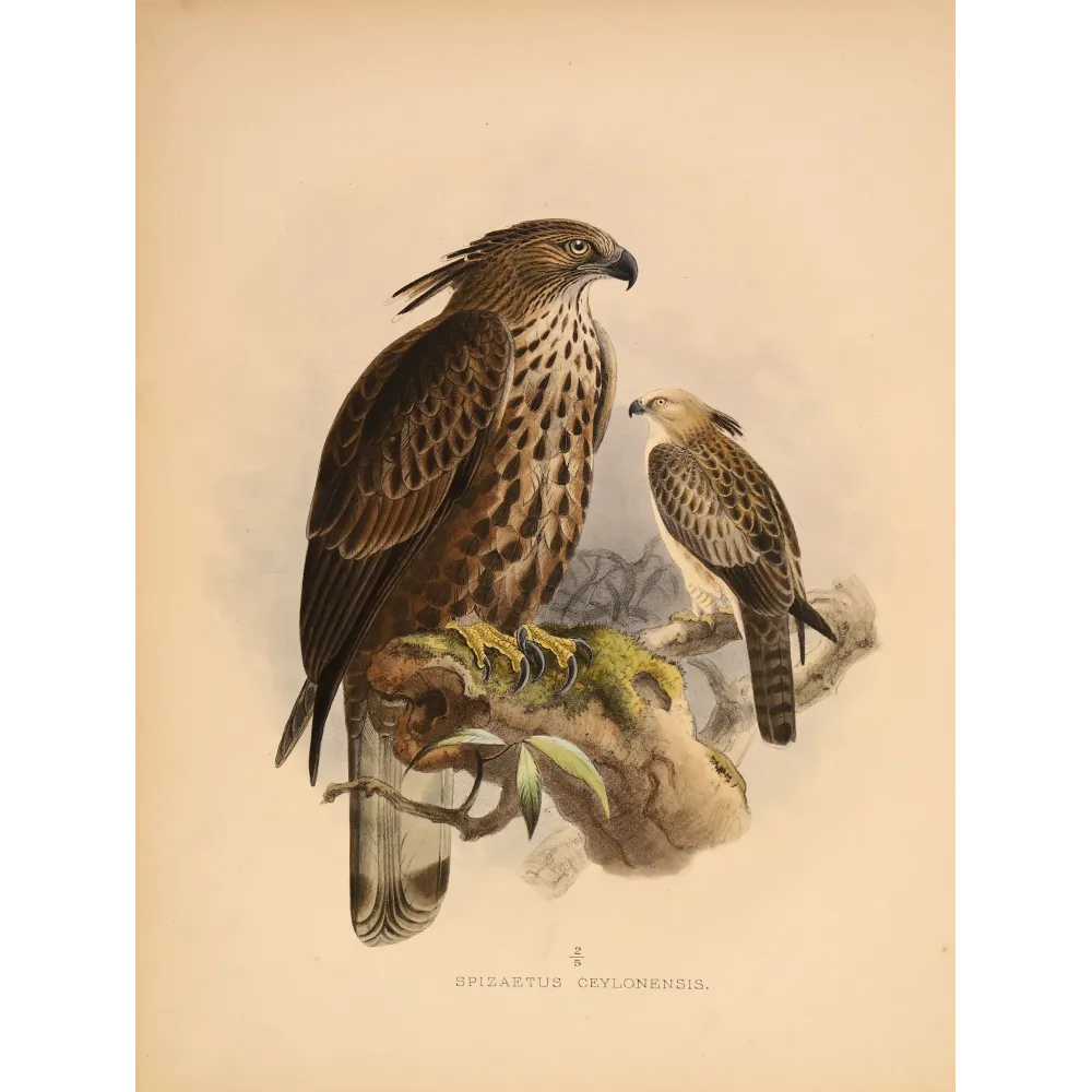Ceylon Hawk-Eagle – Keulemans, Antique Bird Print
