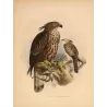 Ceylon Hawk-Eagle (Spizaëtus ceylonensis) – Original Antique Bird Print by Keulemans