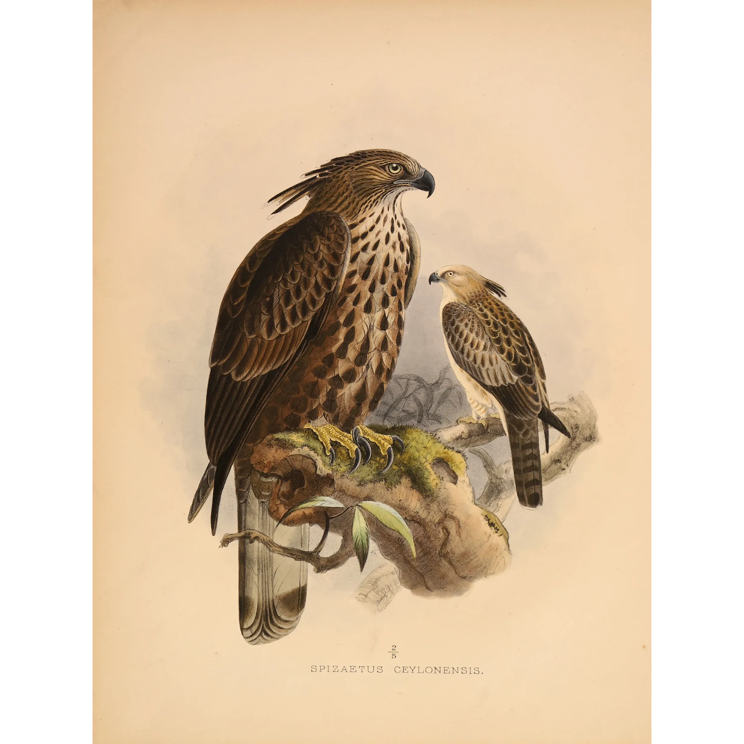 Ceylon Hawk-Eagle – Keulemans, Antique Bird Print