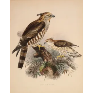 Ceylon Hawk-Eagle – Keulemans, Antique Bird Print