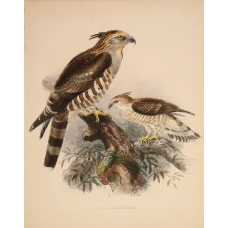 Ceylon Hawk-Eagle – Keulemans, Antique Bird Print