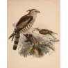 Ceylon Hawk-Eagle (Baza ceylonensis) – Original Antique Bird Print by Keulemans