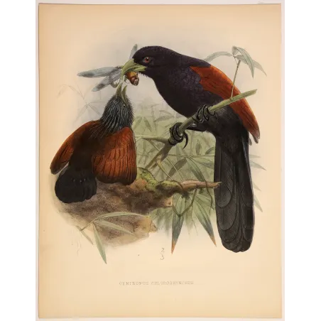 Red-faced Malkoha – Keulemans Antique Bird Print