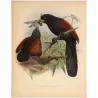 Red-faced Malkoha (Centropus chlororhynchus) – Original Antique Bird Print by Keulemans