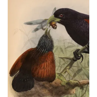 Red-faced Malkoha – Keulemans Antique Bird Print