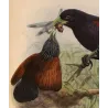 Red-faced Malkoha (Centropus chlororhynchus) – Original Antique Bird Print by Keulemans
