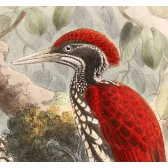 Crimson-backed Flameback – Keulemans, Antique Hand-Colored Engraving