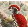 Crimson-backed Flameback (Chrysocolaptes stricklandi) – Original Antique Bird Print by Keulemans