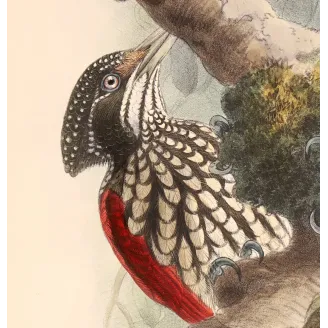 Crimson-backed Flameback – Keulemans, Antique Hand-Colored Engraving