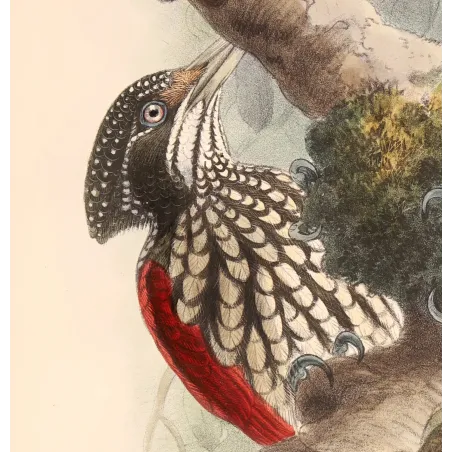 Crimson-backed Flameback – Keulemans, Antique Hand-Colored Engraving