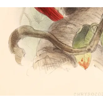 Crimson-backed Flameback – Keulemans, Antique Hand-Colored Engraving