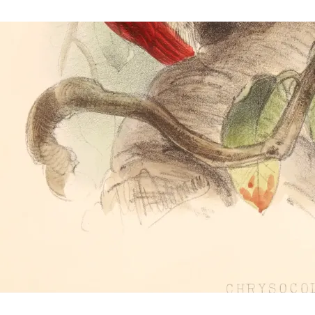 Crimson-backed Flameback – Keulemans, Antique Hand-Colored Engraving