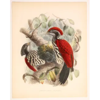 Crimson-backed Flameback – Keulemans, Antique Hand-Colored Engraving