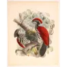 Crimson-backed Flameback (Chrysocolaptes stricklandi) – Original Antique Bird Print by Keulemans