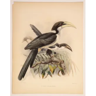 Ceylon Hornbill – Keulemans, Antique Hand-Colored Engraving