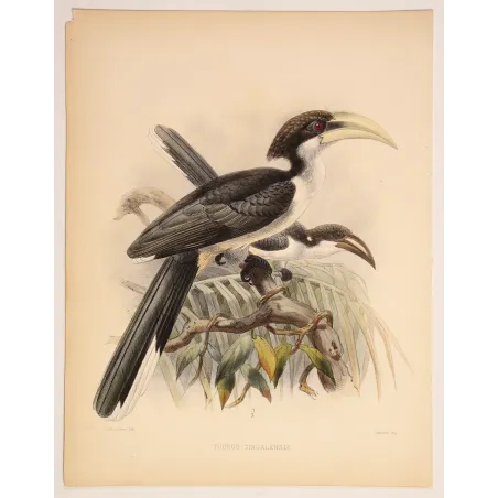 Ceylon Hornbill – Keulemans, Antique Hand-Colored Engraving