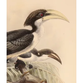 Ceylon Hornbill – Keulemans, Antique Hand-Colored Engraving