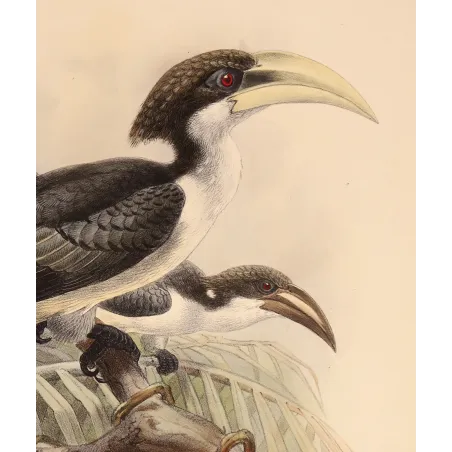 Ceylon Hornbill – Keulemans, Antique Hand-Colored Engraving