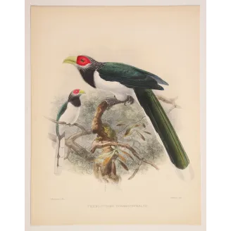 Red-faced Malkoha – Keulemans, Antique Hand-Colored Engraving