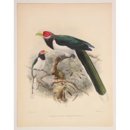 Red-faced Malkoha – Keulemans, Antique Hand-Colored Engraving