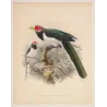 Red-faced Malkoha (Phaenicophaeus pyrrhocephalus) – Original Antique Bird Print by Keulemans