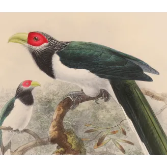 Red-faced Malkoha – Keulemans, Antique Hand-Colored Engraving