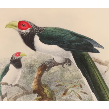 Red-faced Malkoha – Keulemans, Antique Hand-Colored Engraving