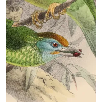 Ceylon Barbets – Keulemans, Antique Hand-Colored Engraving