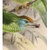 Ceylon Barbets (Megalaema zeylanica & Megalaema flavifrons) – Original Antique Bird Print by Keulemans