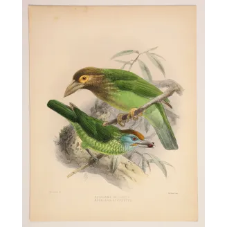 Ceylon Barbets – Keulemans, Antique Hand-Colored Engraving