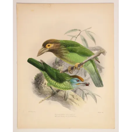 Ceylon Barbets – Keulemans, Antique Hand-Colored Engraving